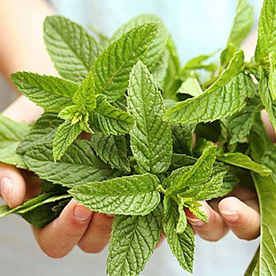 Natural Peppermint Ahmedabad