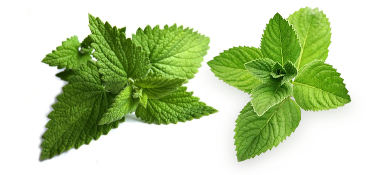 Natural Peppermint In Bhopal