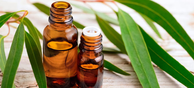 Eucalyptus Oil: An Essential Oil With Several Usage