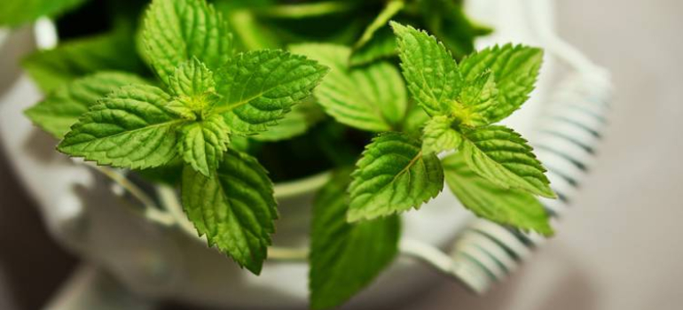 Qualities Of Natural Peppermint