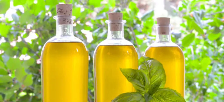 Indian Basil Oil In East Singhbhum